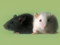 laboratory mice