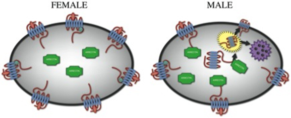 Dance of CRF Receptors