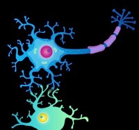 low neuron