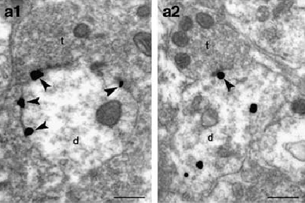 Receptor Internalization