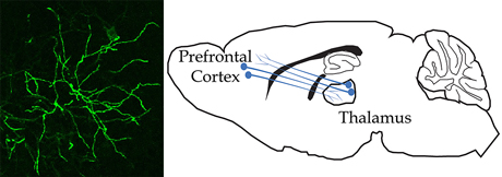 Mice thalamus neuron and PFC communications