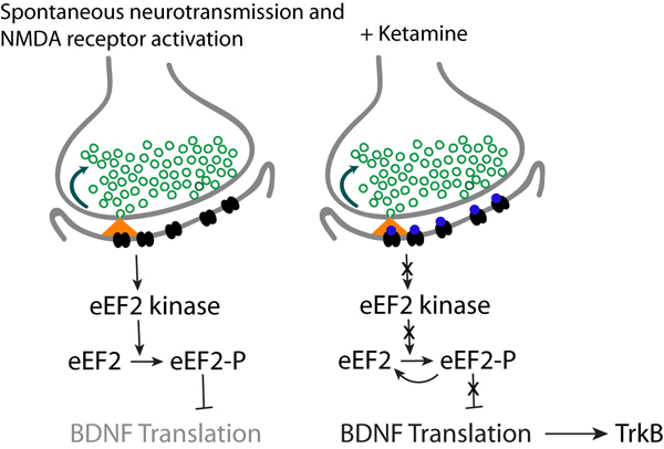 ketamine mechanism of action