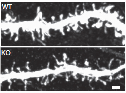 mouse synapses