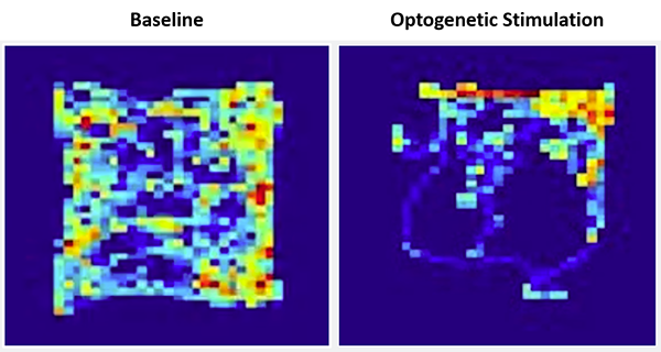 Two square-shaped multicolored heat maps showing color variation representing the time a mouse spent in parts of the open field chamber during baseline and optogenetic stimulation.