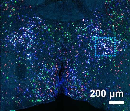 Mouse preoptic region cell clusters