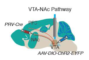 Optogenetic stimulation of reward circuit