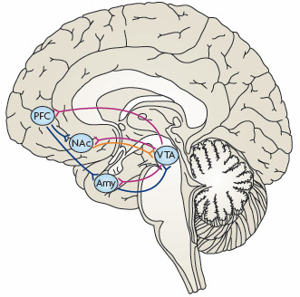 brain reward circuit