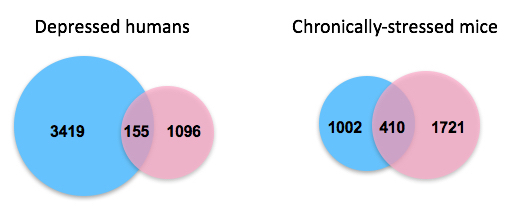 depression-linked gene expression in males, females