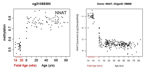 lifespan PFC methylation trajectories