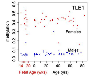 lifespan methylation by gender