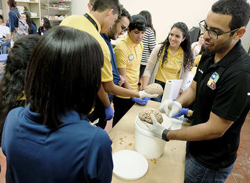 trainees examine brain