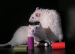 rats with objects of interest