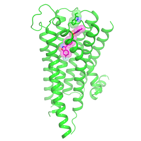 Risperidone docked in D2 receptor