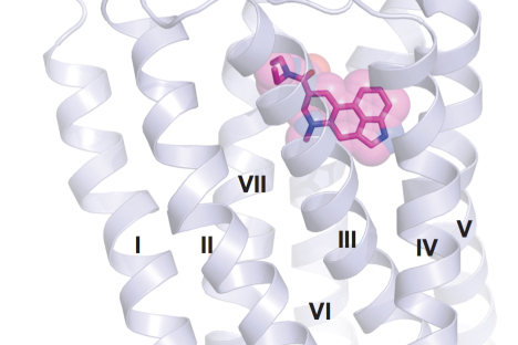 LSD in its receptor