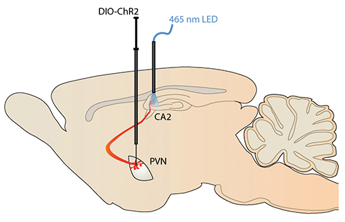 a social memory circuit in a male mouse