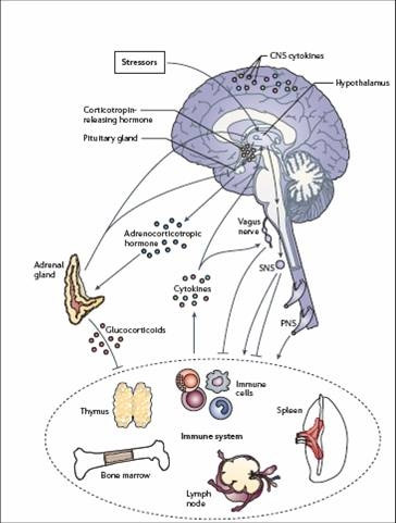 Diagram of brain/immune system interactions