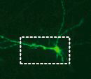 Human induced neuron transplanted into mouse brain