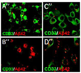 CD33 activity and beta-amyloid