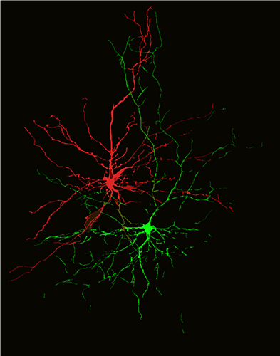 Neuronal projections encoding negative (red) and positive (green) associations were often intertwined, perhaps hinting at mechanisms by which positive and negative emotional associations may influence each other.