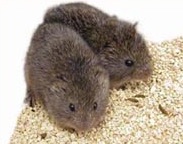 Prairie voles (Microtus ochrogaster)