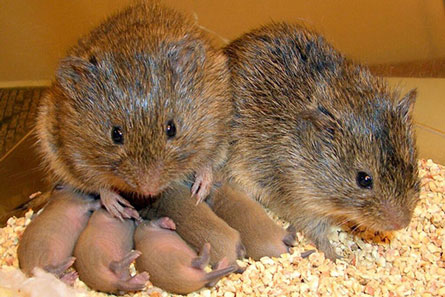 2 adult voles with 5 baby voles 