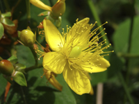 yellow flower