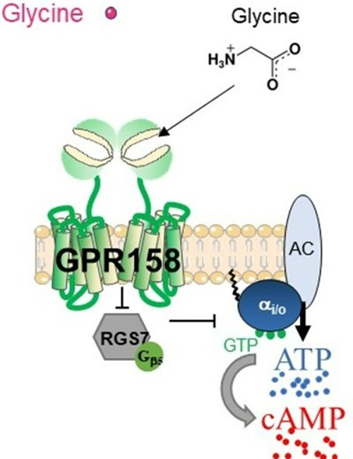 نمایش شماتیک نشان می دهد که گلیسین روی GPR158 از طریق کمپل، RGS7-Gβ5 برای تغییر سیگنالینگ سلولی عمل می کند.