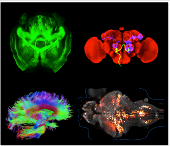 Compilation of 4 images of scans and a wiring diagram in the brains of humans and other species. 