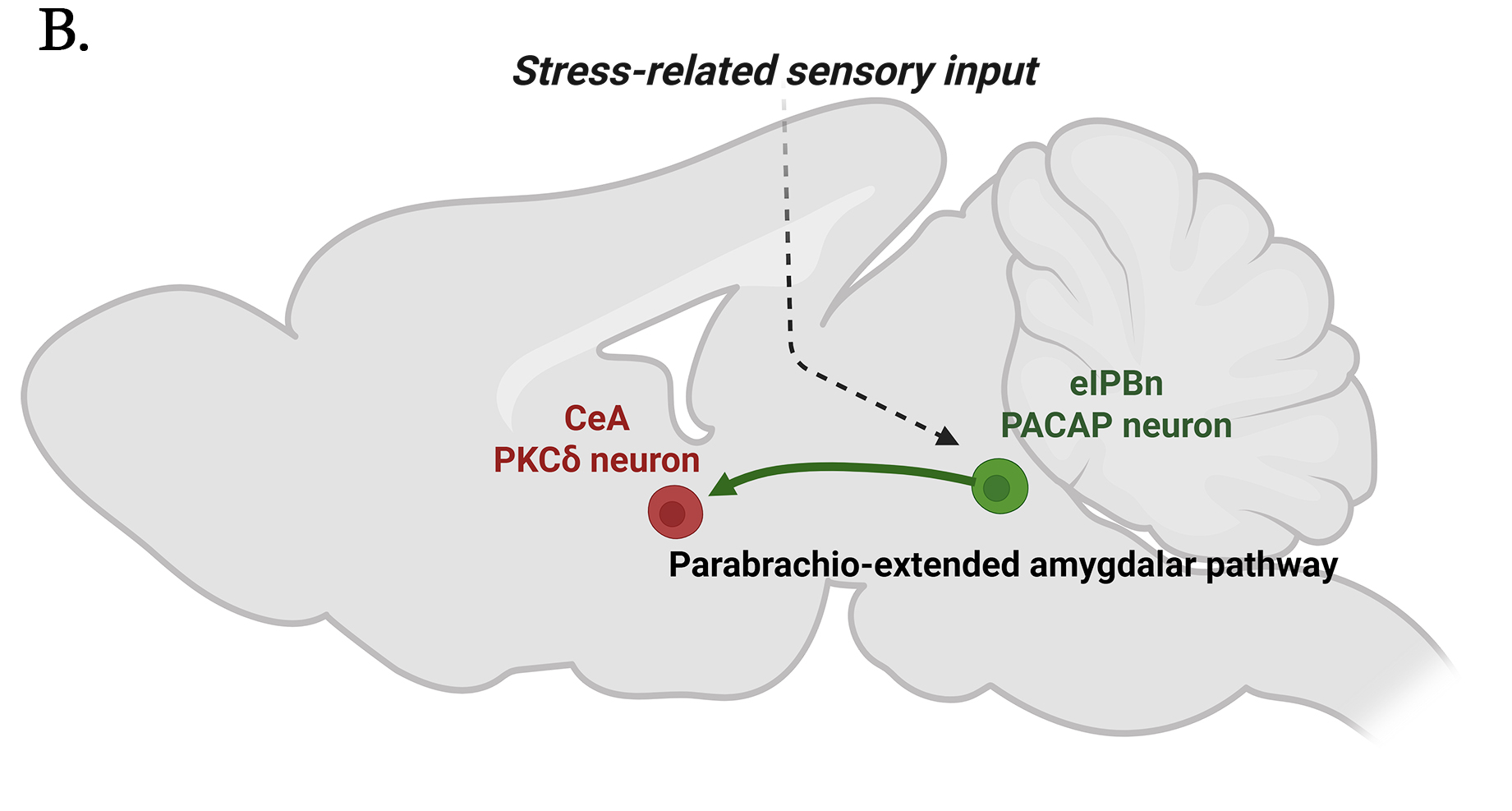 Figure shows PACAPergic stress circuits in mouse brain. A second PACAP projection, from brain stem to protein kinase C&delta; (PKC&delta;) neurons of the central amygdala mediates stress-induced hypophagia. 
