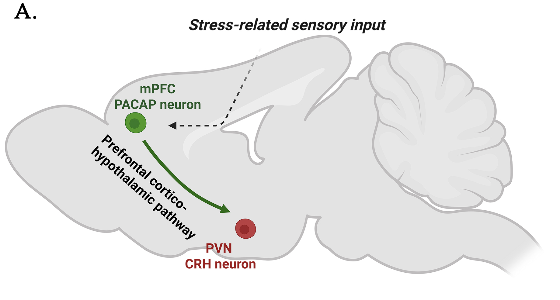 Figure shows PACAPergic stress circuits in mouse brain. A PACAPergic projection from the medial prefrontal cortex (mPFC) to corticotropin-releasing hormone (CRH)-expressing neurons in the paraventricular nucleus of the hypothalamus (PVN) modulates both rapid behavioral and sustain endocrine responses to psychogenic stress.