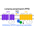 A drawing of parapinopsin, a photoswitchable GPCR that can be turned on using UV light and turned off using amber light. Credit: Copits, B. et al., (2021). A photoswitchable GPCR-based opsin for presynaptic inhibition. Neuron, 109(11), 1791–1809.e11.