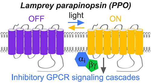 A drawing of parapinopsin, a photoswitchable GPCR that can be turned on using UV light and turned off using amber light. Credit: Copits, B. et al., (2021). A photoswitchable GPCR-based opsin for presynaptic inhibition. Neuron, 109(11), 1791–1809.e11.