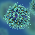 Close up of a T cell being infected by the HIV virus on its surface