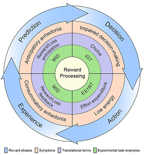 Illustration of the identified phases of reward processing and a mapping of these onto their associated clinical and translational terminologies. The outer layer of this figure (blue) demonstrates how these phases are linked in a continuous loop. Disruption of this cycle is thought to be associated with the common depressive symptoms identified in the next layer (orange). These symptoms are studied using translational concepts (purple), which are tapped into using experimental tasks such as the 