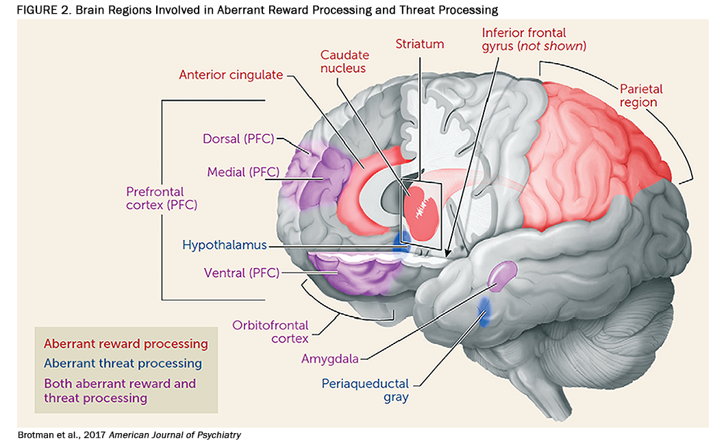 This is a figure demonstrating the brain regions involved in aberrant reward and threat processing.