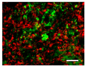 Immunostaining for VP (red) and fluorescence of eGFP in the posterior pituitary from an AI-03 animal