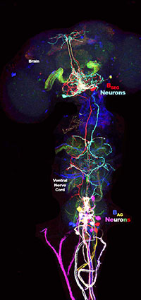 Shown is the complement of neurons in the fruit fly nervous system that express the hormone, Bursicon. Neurons are individually labeled in different colors.