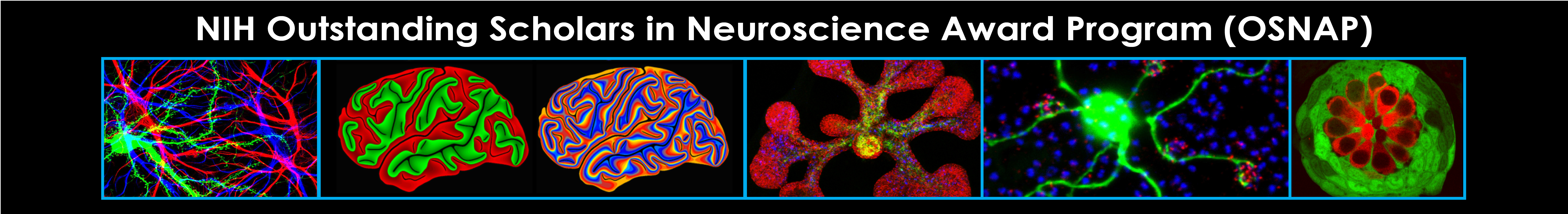 NIH Outstanding Scholars in Neuroscience Award program (OSNAP)
