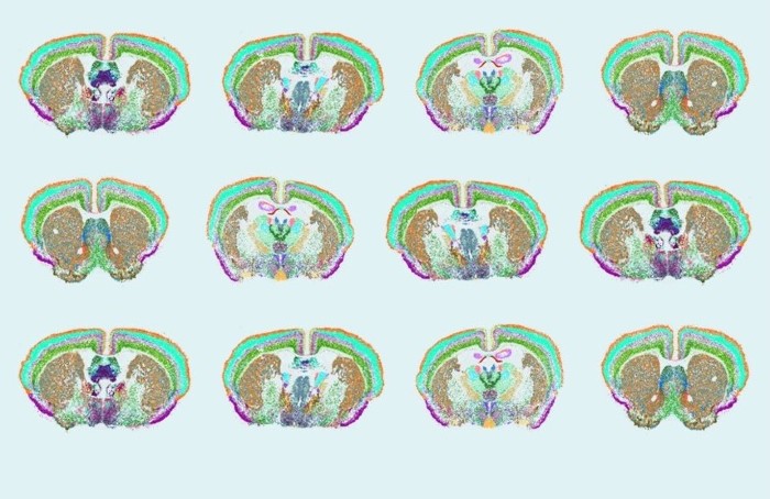 Spatial distribution of diverse cell types in the mouse brain. Here, MERFISH was used to measure 500 genes in the mouse brain to reveal the complex distribution of cell types throughout the brain. Courtesy of Yao/van Velthoven/Zeng, Allen Institute.