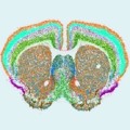 Spatial distribution of diverse cell types in the mouse brain. Here, MERFISH was used to measure 500 genes in the mouse brain to reveal the complex distribution of cell types throughout the brain. Courtesy of Yao/van Velthoven/Zeng, Allen Institute.