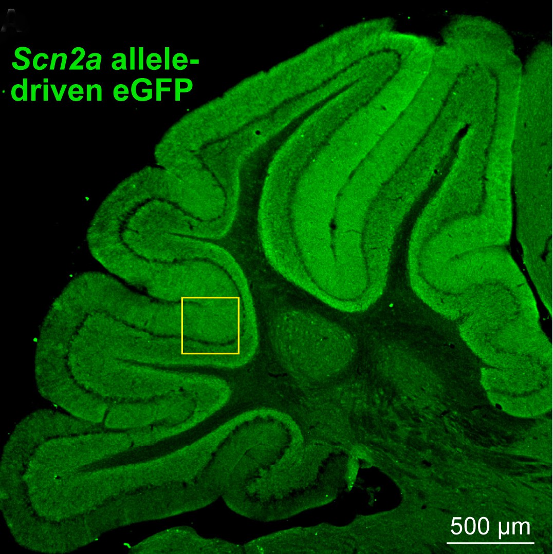A section of mouse cerebellum. Credit: Wang et. al., 2024, Neuron.