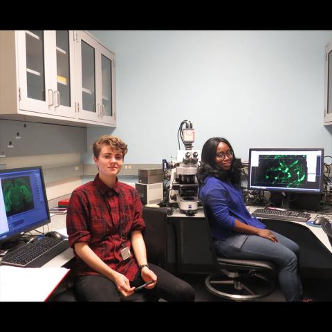 SBN Postbac IRTA Fellow Madeleine (Maddie) Perkins (left) and SBN Postdoc Fellow Gloria Laryea examine the expression of Green Florescent Protein (GFP) in brain tissue following viral infusion