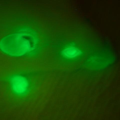 An adult C57BL6 B5eGFP mouse ubiquitously expresses the green fluorescent protein
