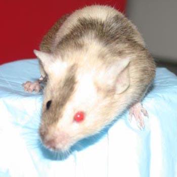 A chimeric mouse in which the albino (white skin and pink eye) and brown skin (and black eye) are derived from either the host embryo or embryonic stem cells