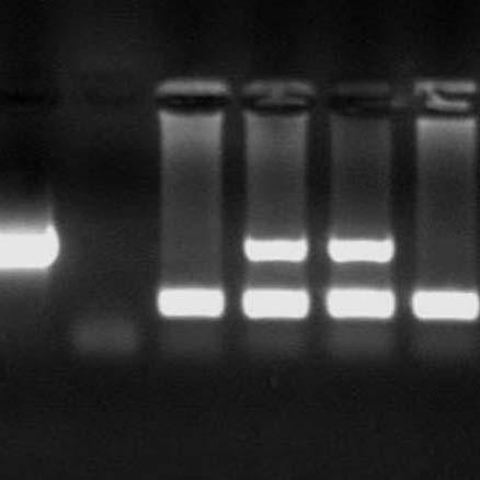 DNA prepared from mice is screened for the presence of the transgene. The first two lanes are controls, a positive and a negative. The next four lanes show a negative, two positive and another negative mouse sample in order.