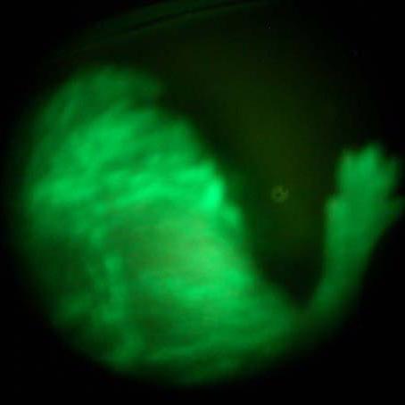 A newborn mouse pup. This is a chimera formed host cells and ES cells that express the green fluorescent protein