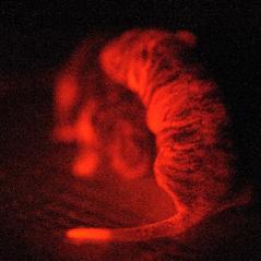 Orange Fluorescent Protein expressed in C57BL6 mouse pups.