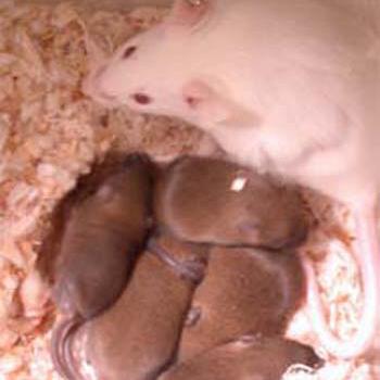 transgenic mice agouti coat color