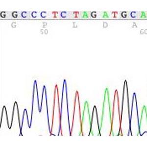 Transgenic vectors are verified by determining the DNA sequence of the components.